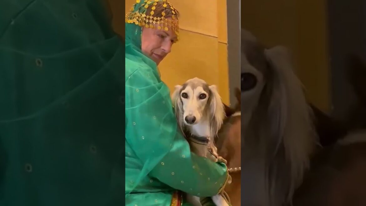Saluki Traditional #adihex #culture #saluki #sighthound