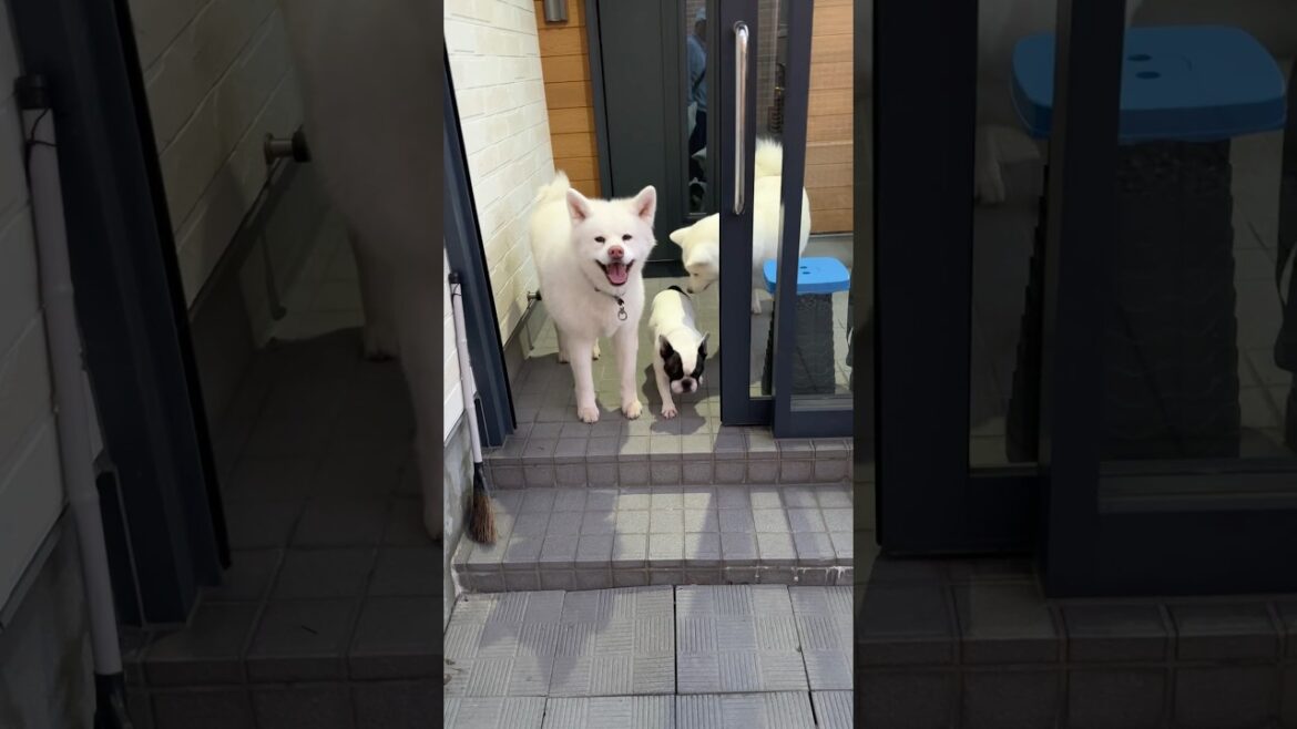 秋田犬タム：散歩の後のクールダウン＆夕涼み