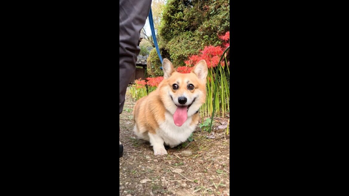 咲き誇る彼岸花とコーギー / Blooming cluster amaryllis and a corgi #shorts