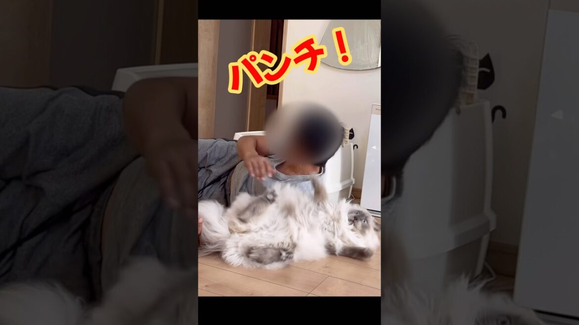 人間より強いボス猫　もふもふサイベリアン　#shorts