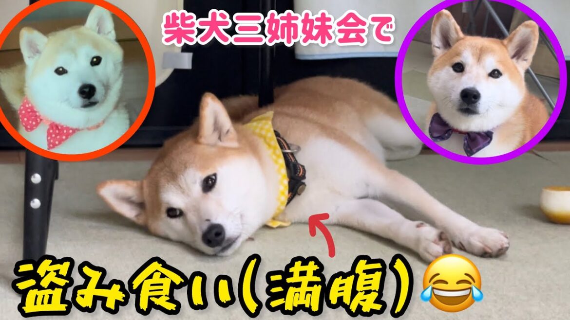 柴犬の女の子は眠いのではなく盗み食いで満腹です笑