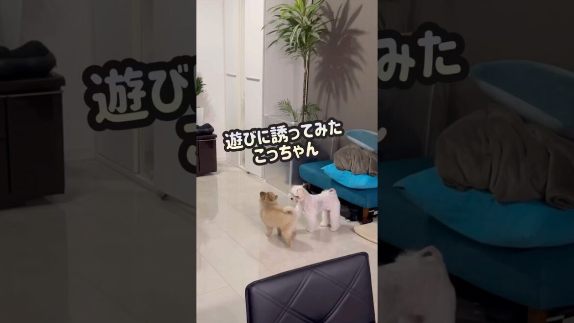 今度は遊びに誘ってみたよ #shorts #ポメラニアン #マルチーズ
