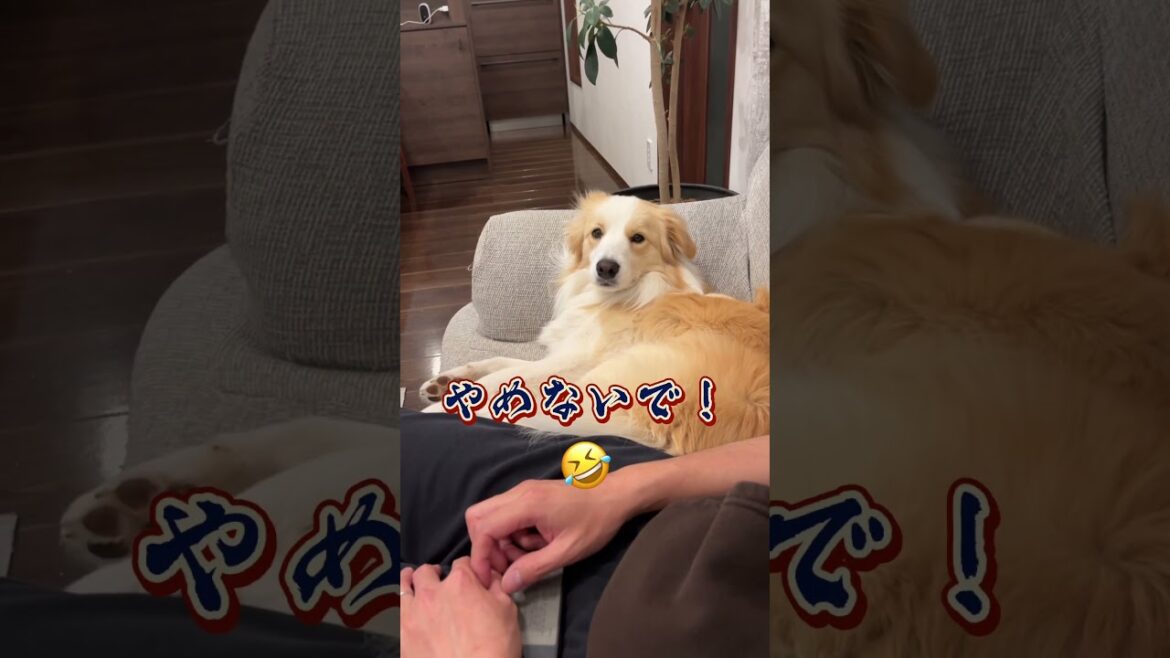 なでなでをやめた時の反応が可愛すぎるボーダーコリーです #ボーダーコリー