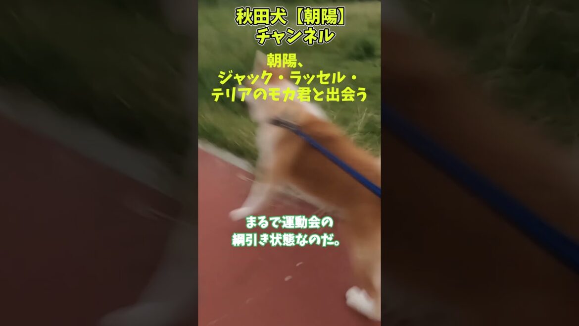 秋田犬【朝陽】チャンネルジャック・ラッセル・テリアのモカ君と出会うの巻 #秋田犬 #秋田犬保存会 #shots #japaneseakita#ジャック・ラッセル・テリア