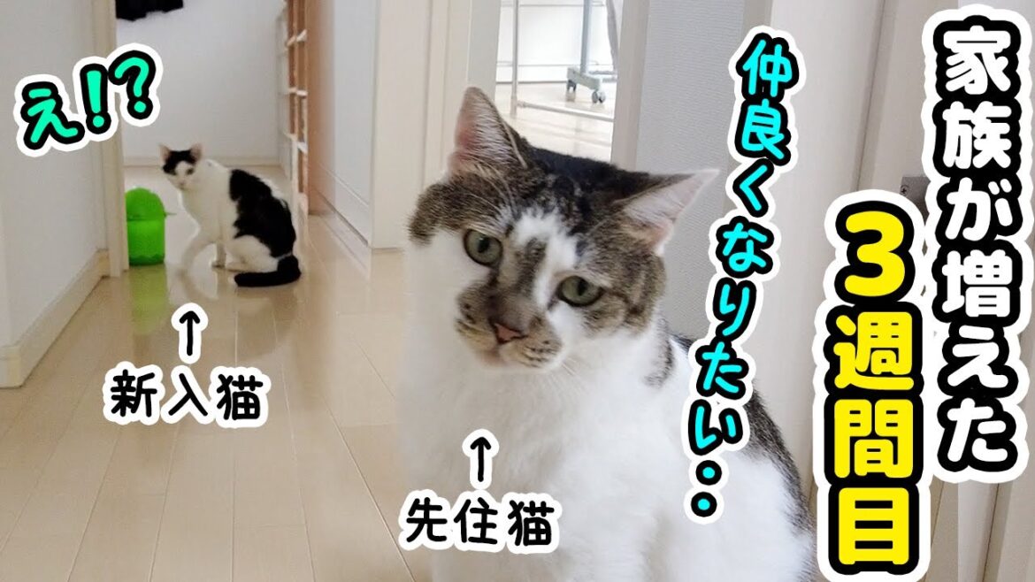 新入猫と仲良くなりたくて必死にアピールする先住猫が可愛すぎた