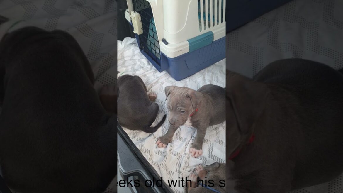 Neo - The Staffy when less than 8 weeks old...