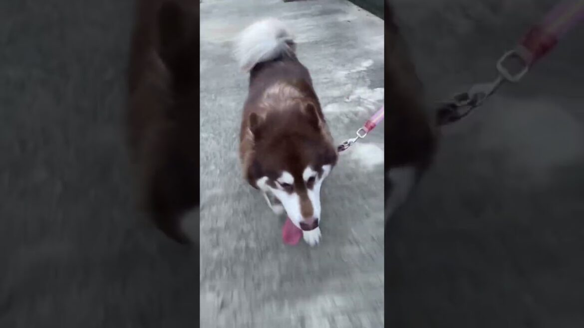 Run Jummeng run 🏃‍♀️ 🐶 #running #walking #dog #alaskamalamute #shorts