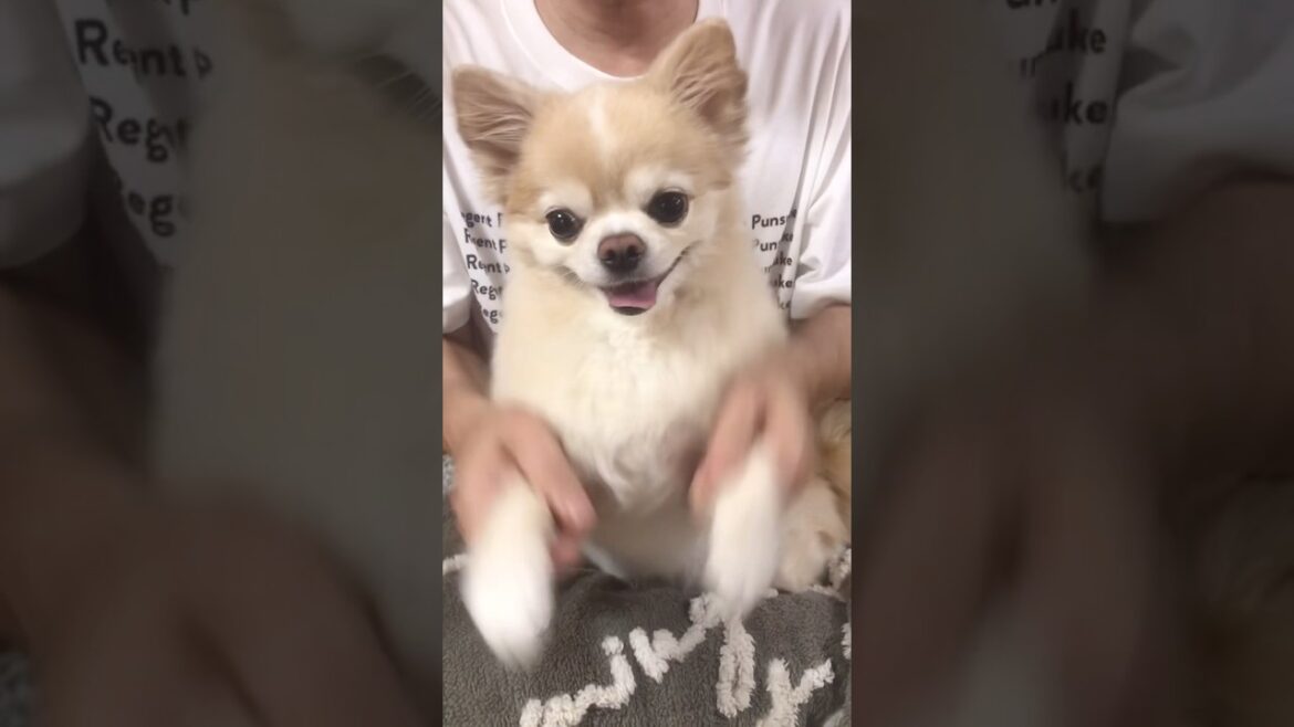 【ぷん助】落ち武者しかのこのこのここしたんたんチワワ #shorts #chihuahua #チワワ #しかのこのこのここしたんたん #犬のいる生活 #タケコプター