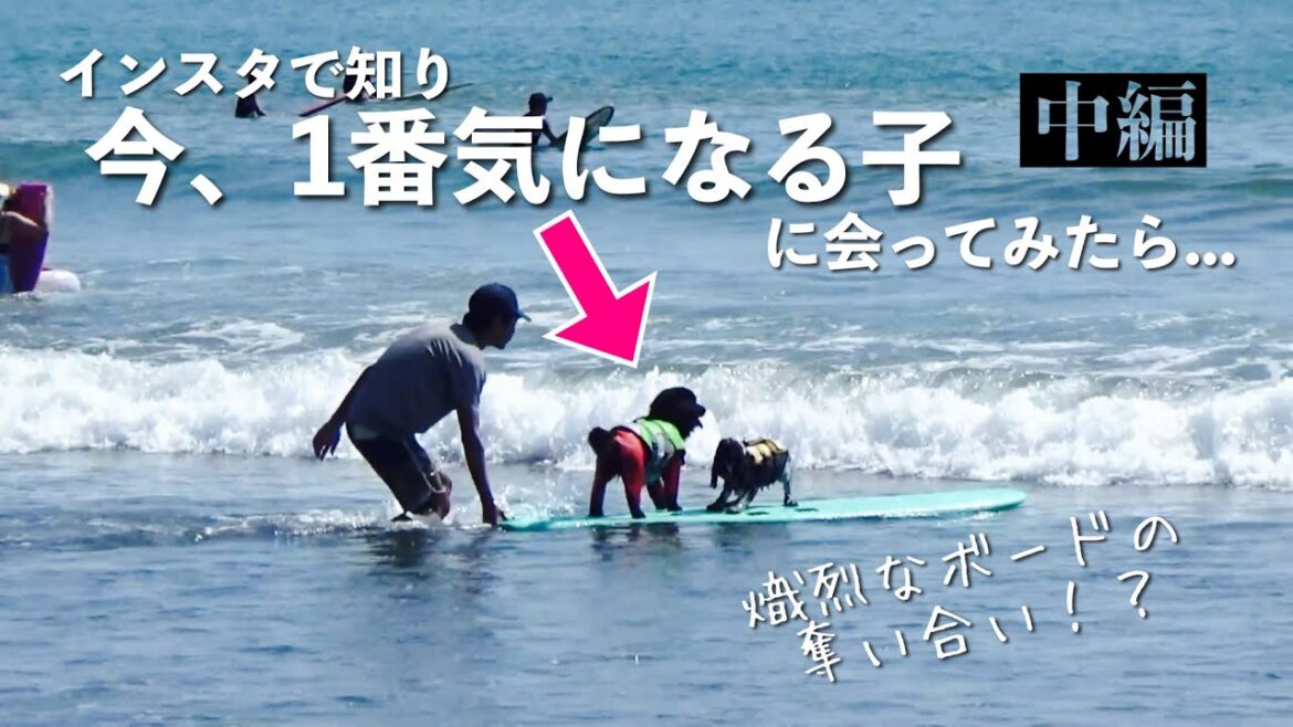 【ドッグサーフィン#37】インスタで知って今1番気になる子に会いに行ってみたら（中編）　イングリッシュコッカースパニエル「みみ」の気持ち