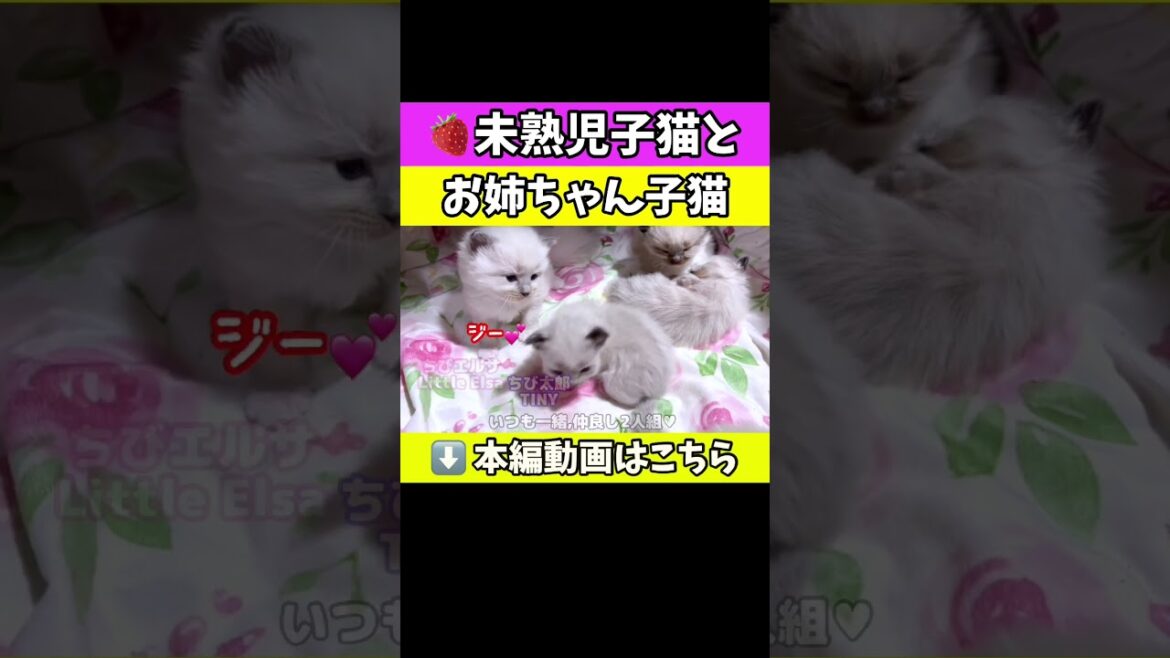 小ちゃな未熟児子猫の弟にメロメロなお姉ちゃんww #猫 #ラグドール #shorts