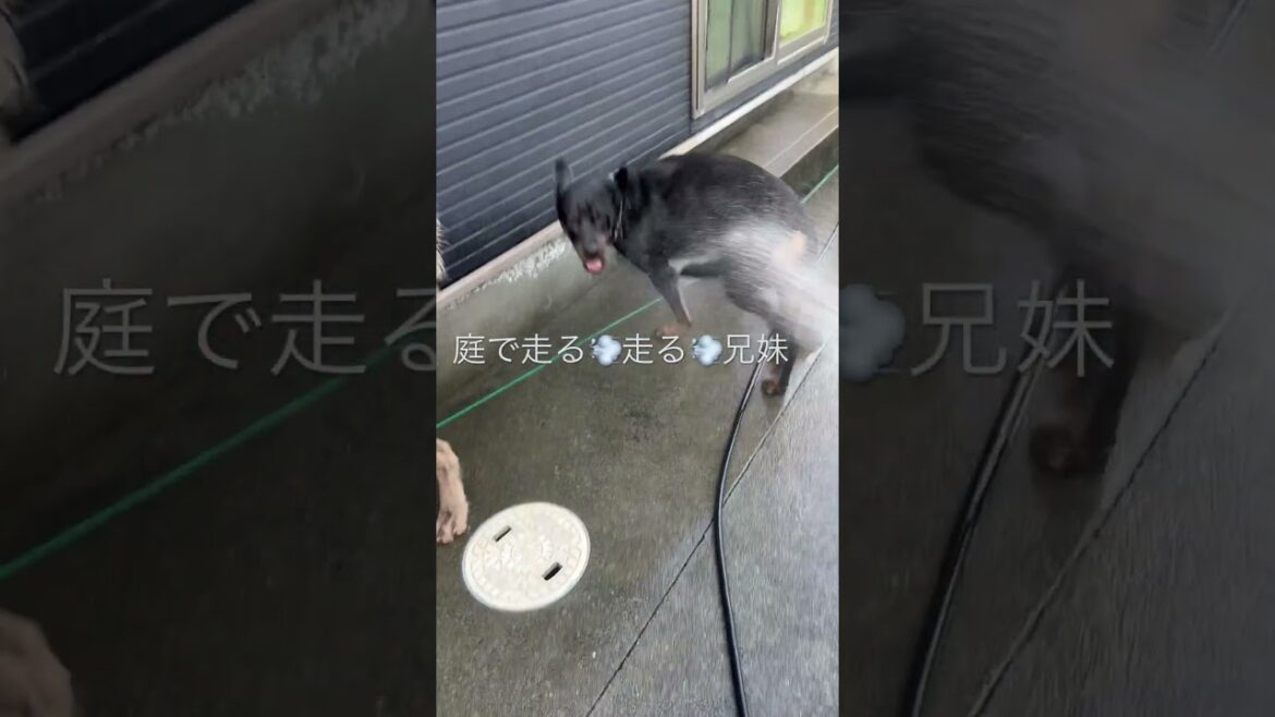 水を得た犬ワイマラナー兄&ロットワイラー妹💨