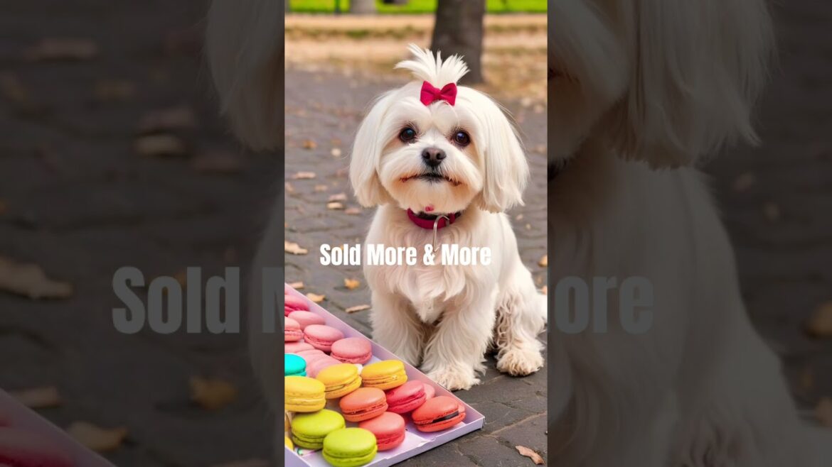 Police Arrested Maltese #dogs #dogshorts #dogslife #dog #funnypupies #maltese #pupsworld #puppy