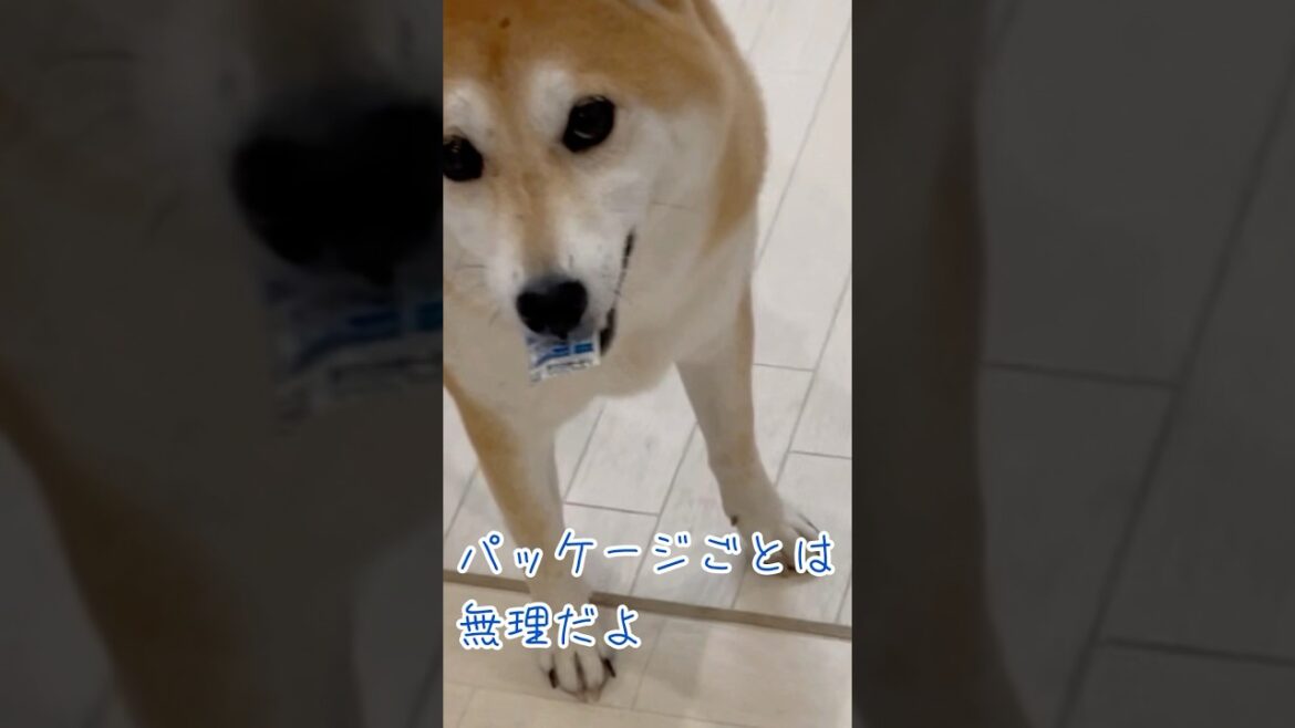 お薬 大好き！パッケージごといくか！柴犬とポメラニアンshorts ネクスガード