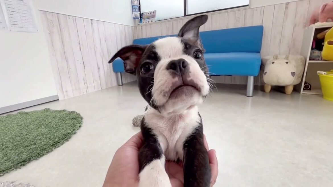 2024.07.15うまれのボストンテリアくん🥰