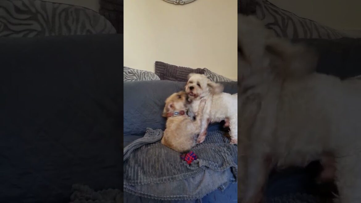 Tussling Terriers at it again 😍