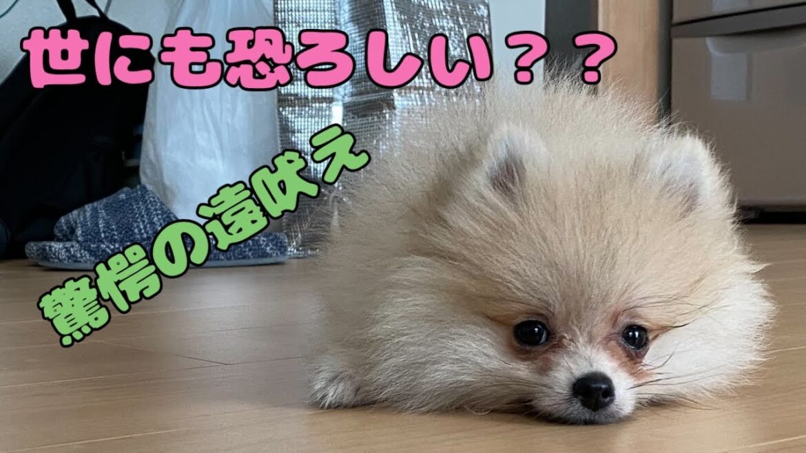 【ポメラニアン子犬】ごっごっこっこけーと鳴く犬