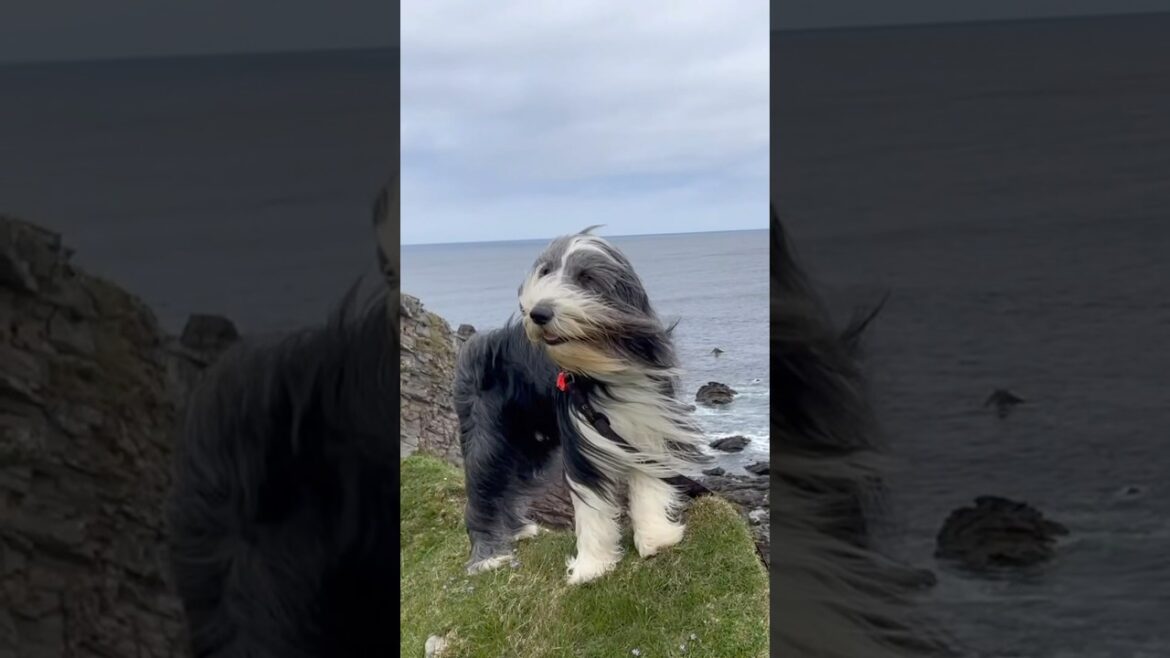 🏴󠁧󠁢󠁳󠁣󠁴󠁿Scottish coastal views & our dog! #hikingwithdogs  #beardedcollie #shorts #dogshorts