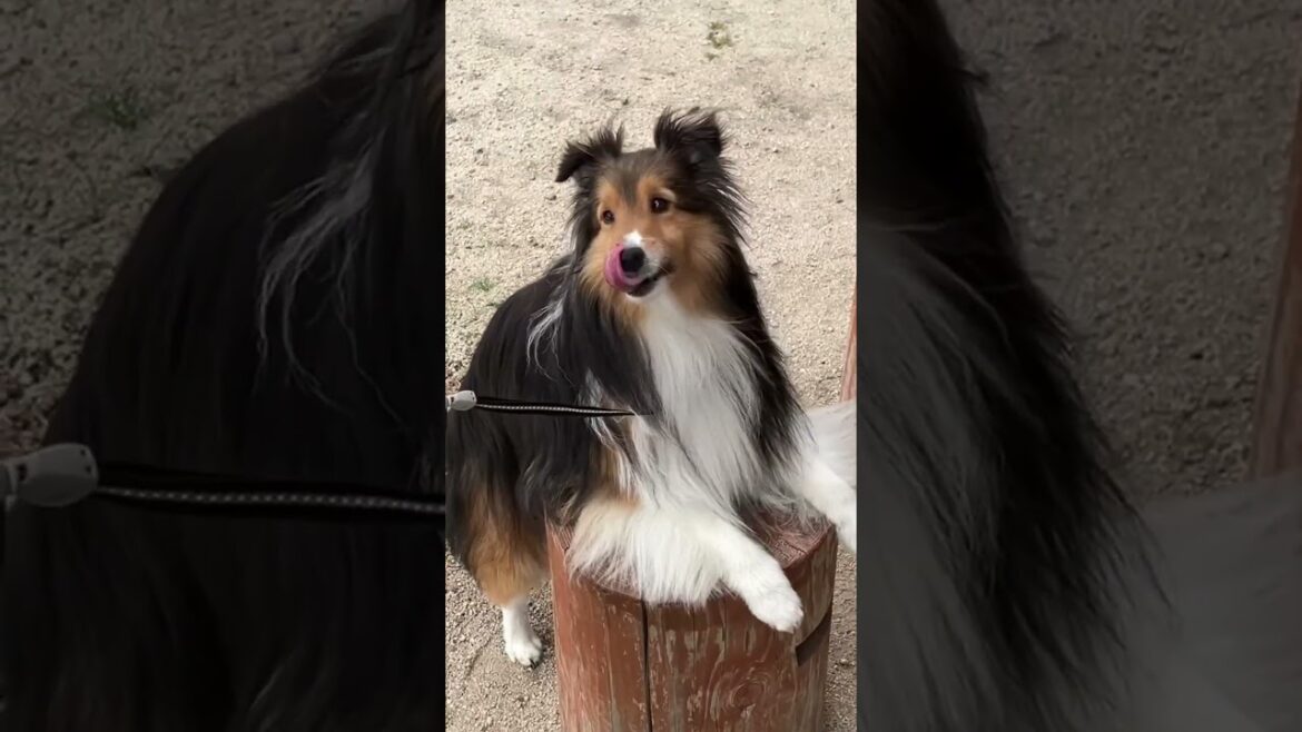 １０秒後ずっこける犬　 #シェルティ #犬 #可愛い