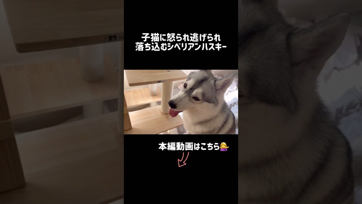 子猫に怒られ逃げられ落ち込むシベリアンハスキー #シベリアンハスキー #ハスキー #子猫