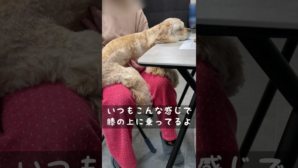 中型犬でも抱っこ好きなんだ（コッカースパニエル）