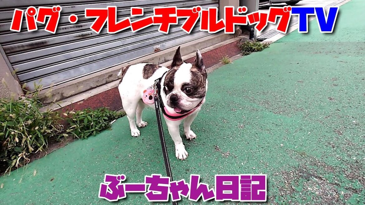太った？　最短で公園を出る犬　フレンチブルドッグ『ぶーちゃん日記』