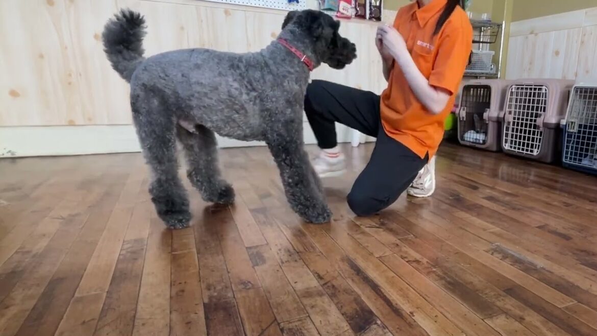 ケリーブルテリアの”マーフィーくん”と”足ジャンプ”のステップアップ！