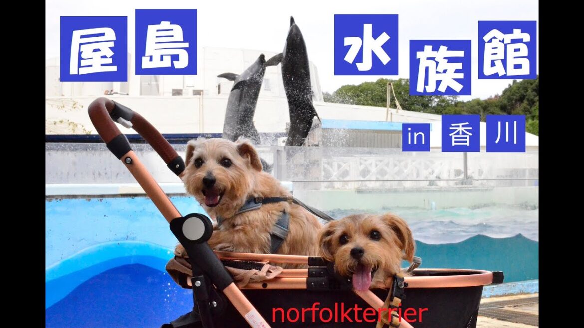 【ノーフォークテリア】2024屋島水族館
