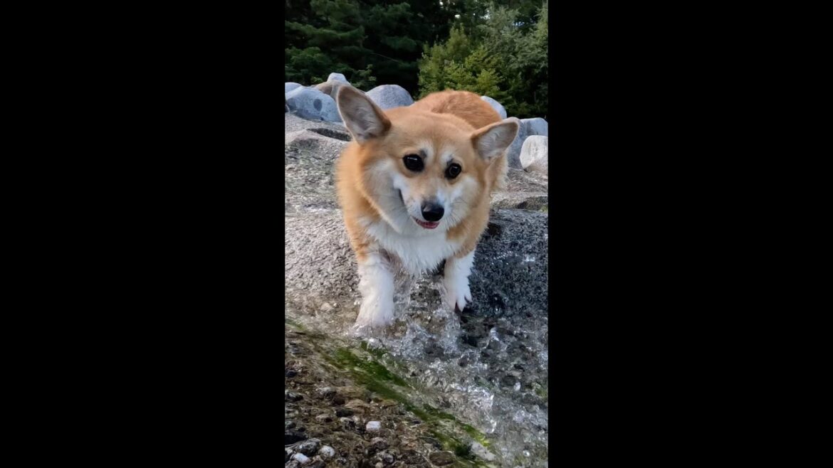 川を巧みに歩くコーギー / A corgi walking skillfully in the river #shorts