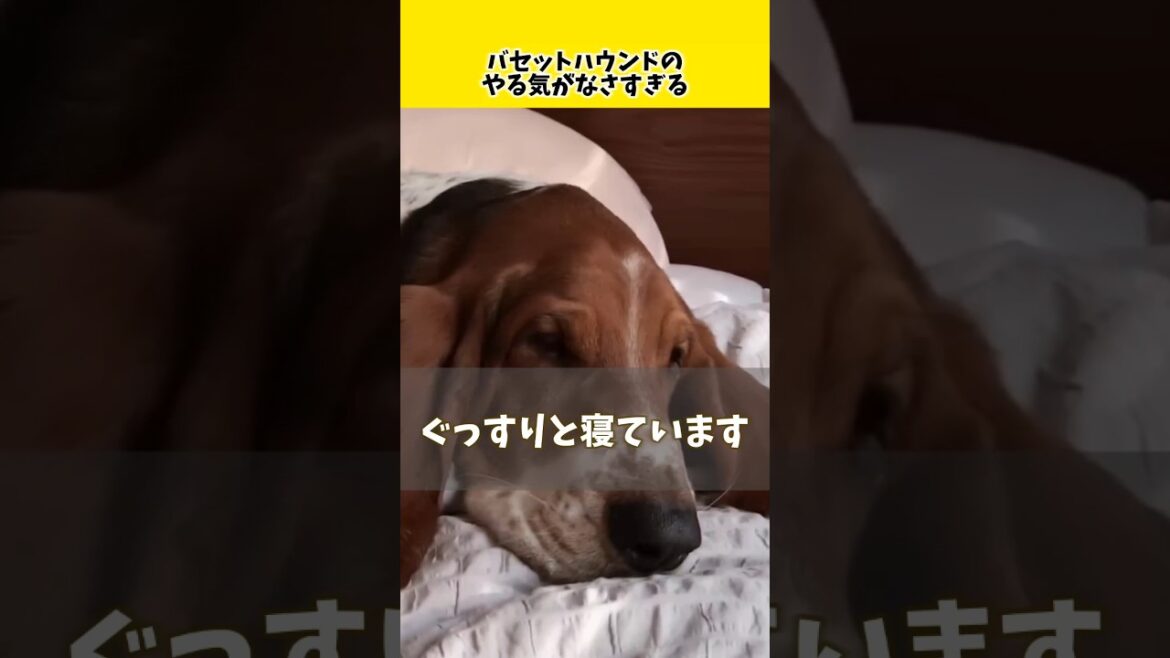 バセットハウンドのやる気がなさすぎる