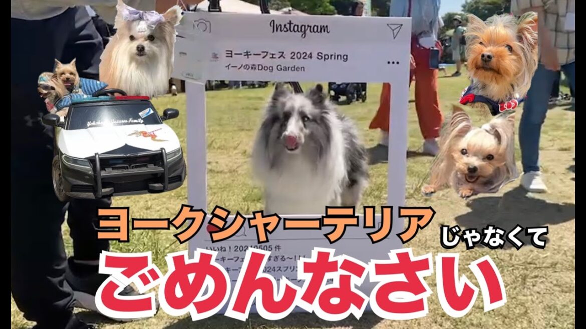 シェルティなのにヨークシャーテリアのフェスに潜入！