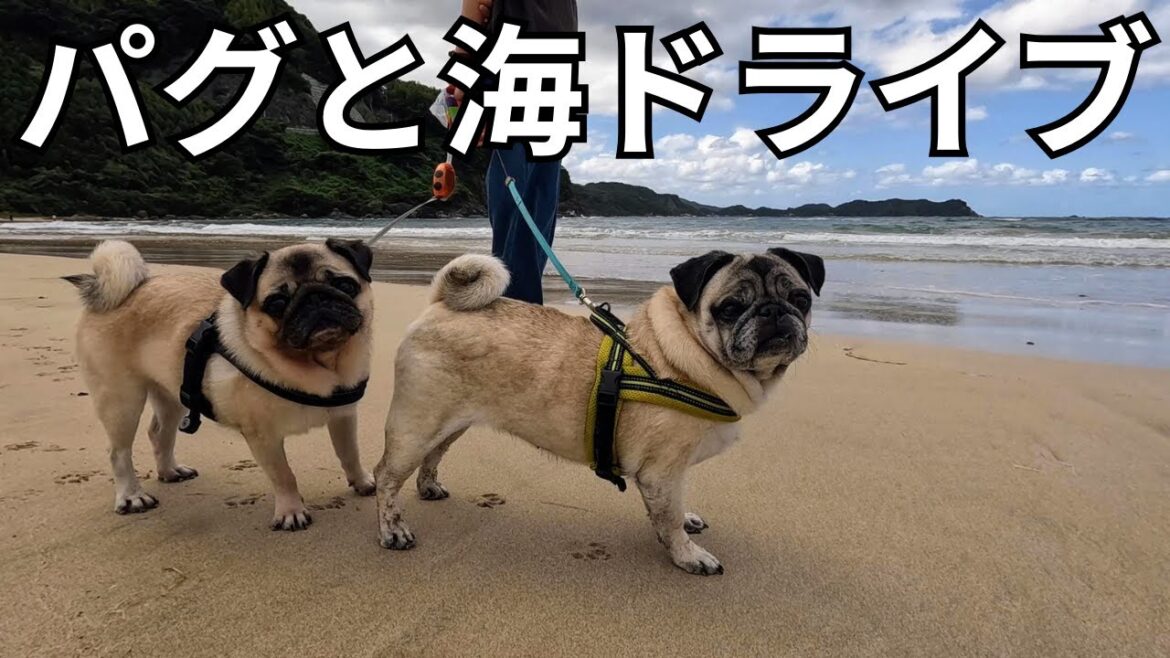 パグと海ドライブ『海水浴オフシーズンの綺麗な海を満喫してきました🐶』