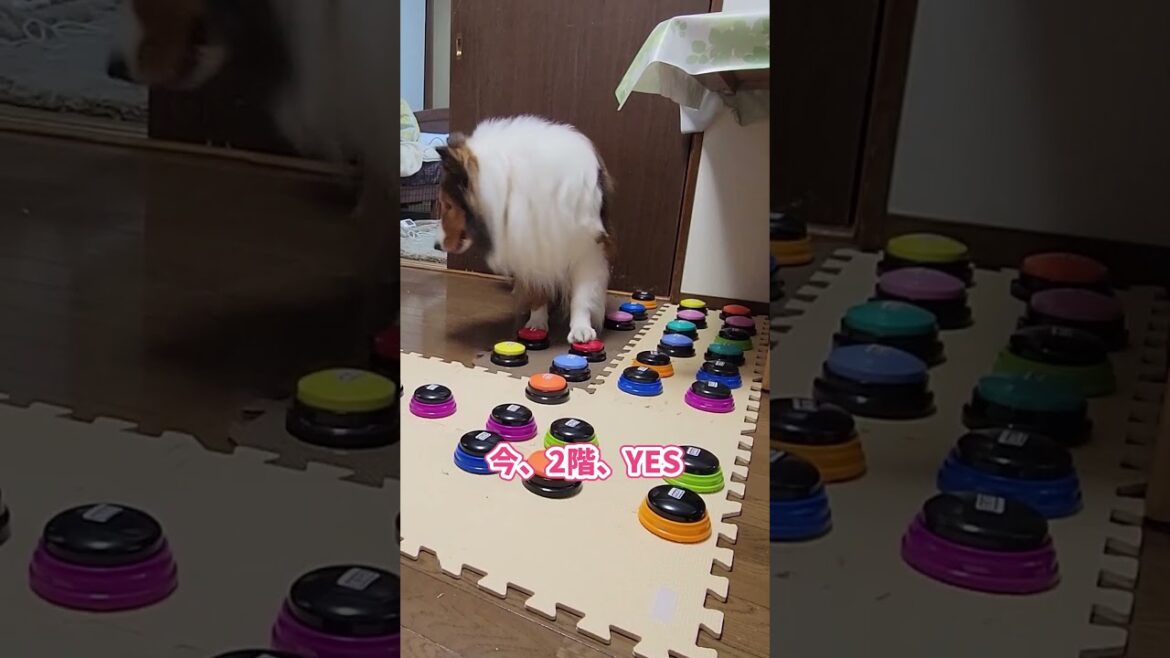 2階に行きたいシェルティはボタンを使って上手におねだり！【会話ボタンでしゃべる犬】 #shorts #dog