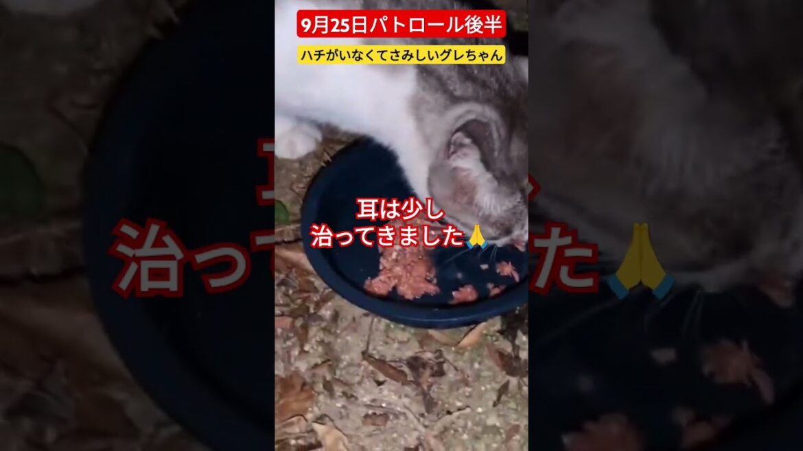 【9月25日パトロール後半】ハチがいなくてさみしいグレちゃん💦