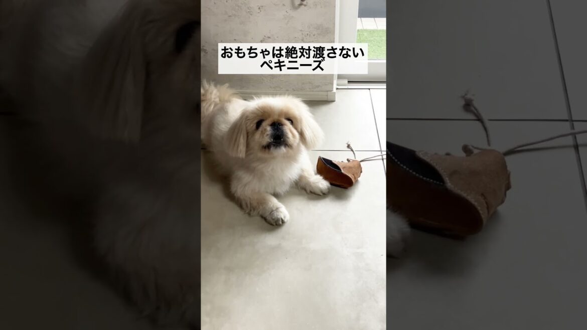 お気に入りは独り占めしたいペキニーズ