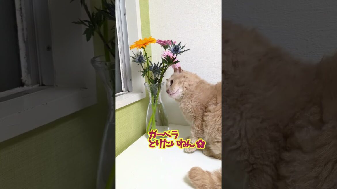 【ぽっちゃん家】花を愛でる猫　vol.48　　#猫 #cat #funny #shorts