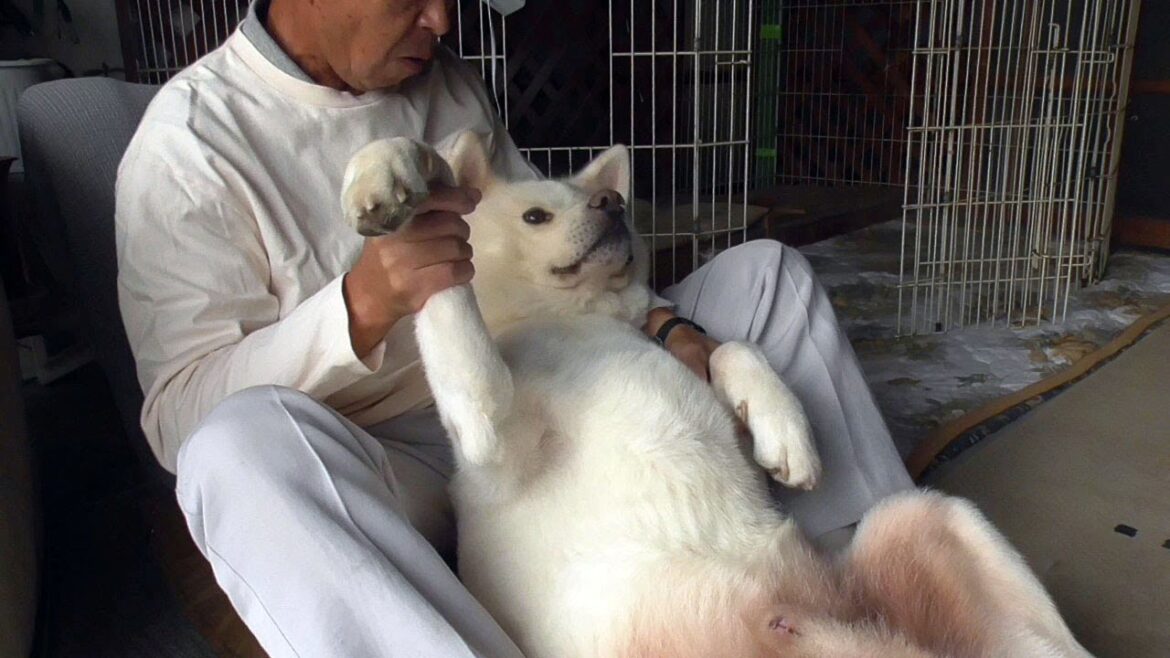 【秋田犬ゆうき】後ろ抱っこは面倒臭いところもあるが体の状態を見てくれたりするので我慢する【akita dog】