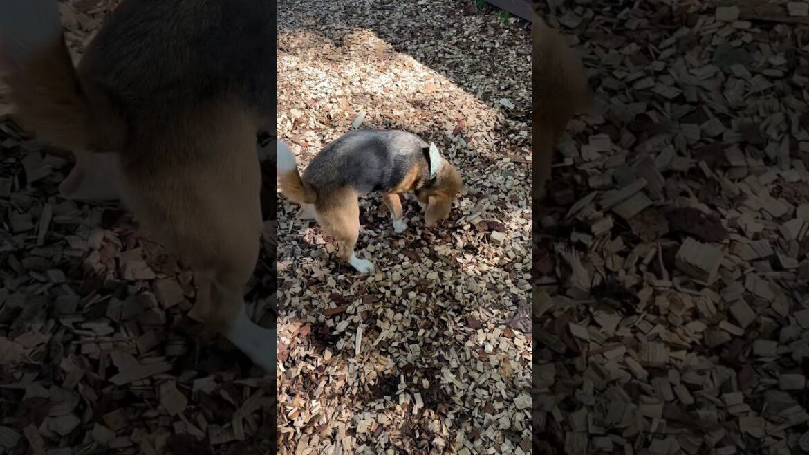 本日のキャンプ地を全身でチェックするビーグルさん#camp#dog #ビーグル