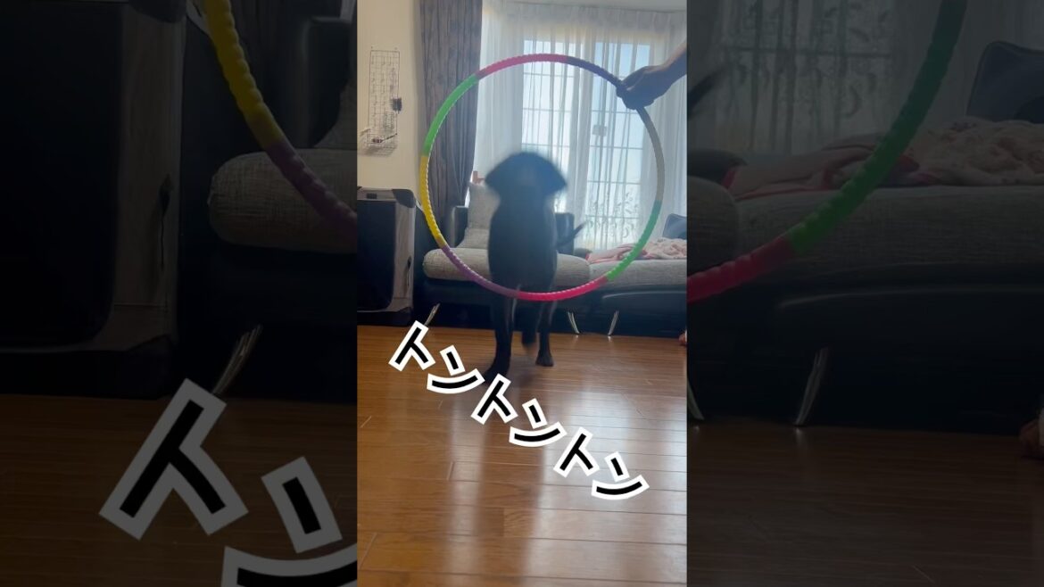 へーそうなんだ。#フラットコーテッドレトリバー #shorts #dog