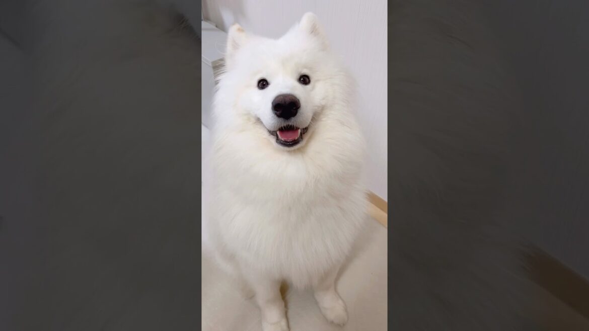 キッチン横の可愛い誘惑 #サモエド #samoyed #癒し動画 #pr #doggybox