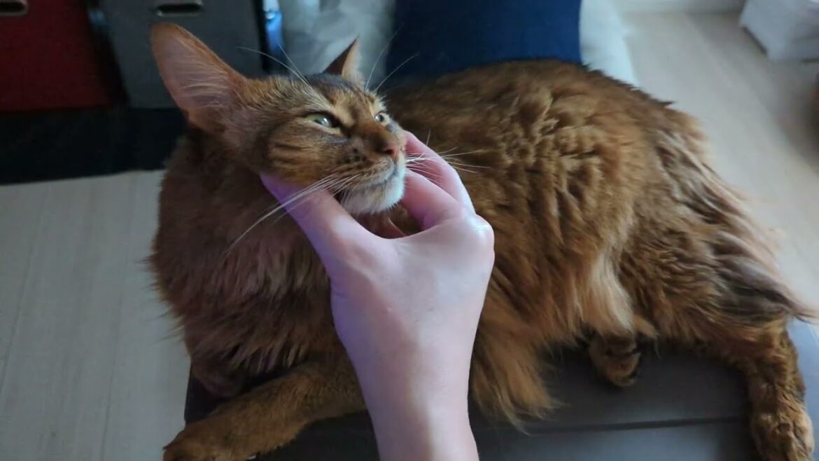 【984日目】顔マッサージ #ソマリ #cat