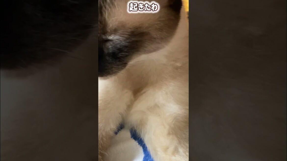 シャム猫ムーン🌙チャンネル・お昼寝ムーン #moon #siamese ＃しゃむねこ