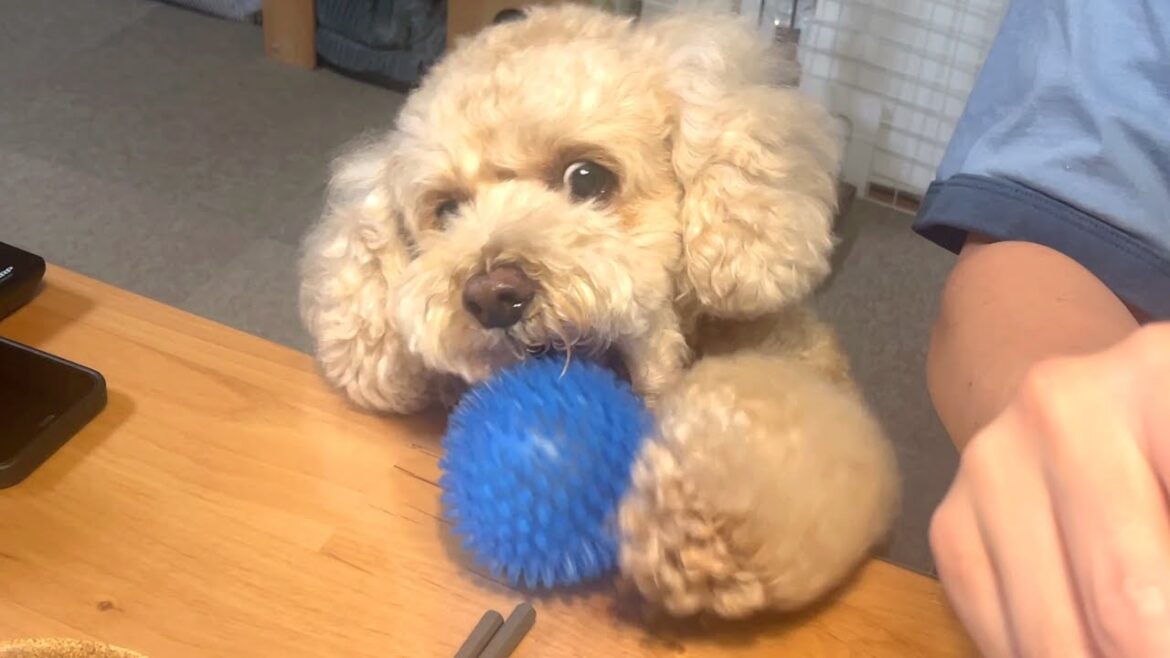 家族団らんにどうにかして入ろうとするかまちょな大きいトイプードル【デカプー】【トイプードルのロアくん】【toy poodle】