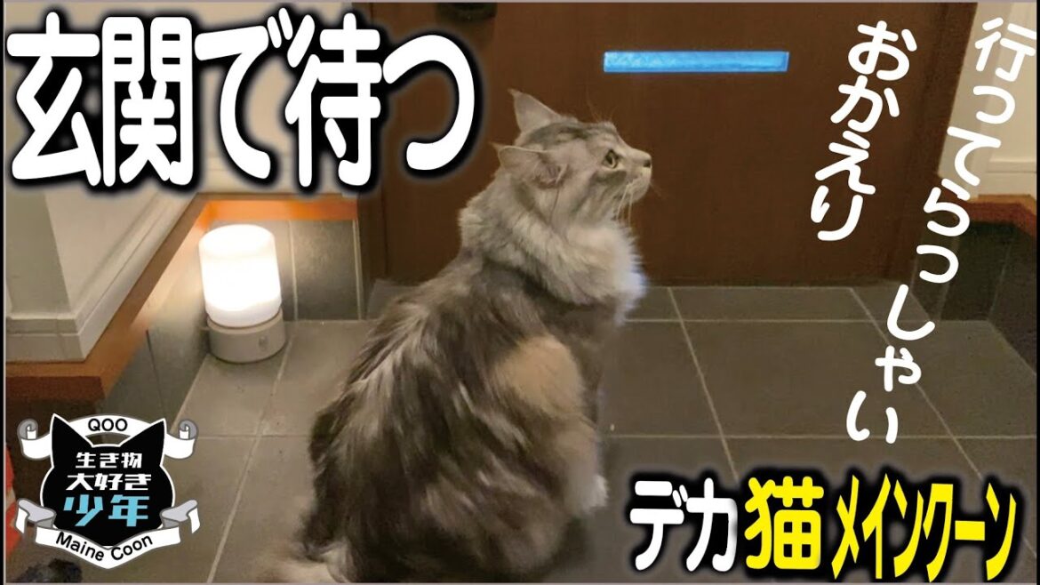 【メインクーン】玄関で家族を見送る大型猫。健気に待つ姿が忠犬ハチ公みたい？。行ってらっしゃい／おかえり