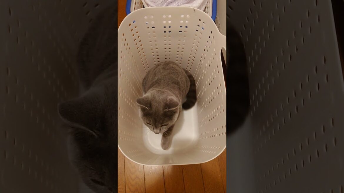 【猫動画】お気に入りの洗濯かごから飛び出す猫 #shorts #猫 #ネコ #シャルトリュー #cat #ねこ #保護猫