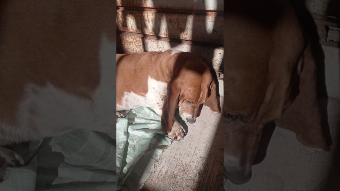 #shorts | El baúl de los recuerdos | El pachón | #bassethound #dog #doglover #perro #pets #mascotas