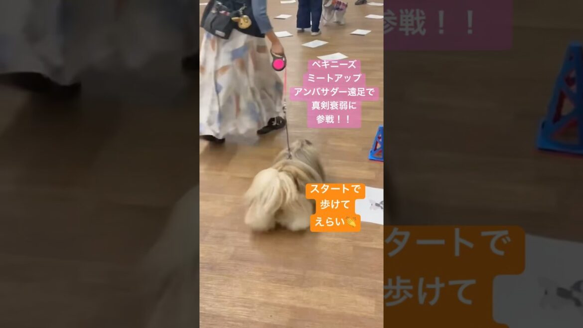 【ペキニーズが真剣衰弱してみた】ミートアップアンバサダー遠足🐶もふもふ短足が頑張ります🐶　#ペキニーズ #もふもふ #短足