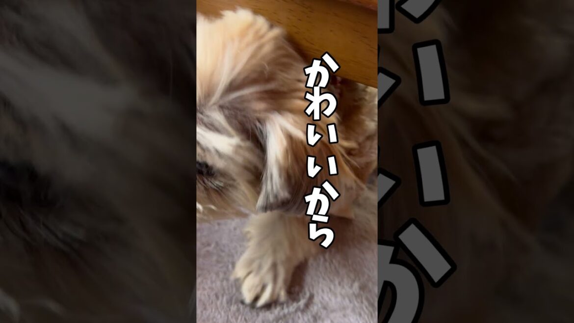 あれ‼️なんか忘れてませんか⁉️🐶#シーズー #いぬ #犬 #わんこ