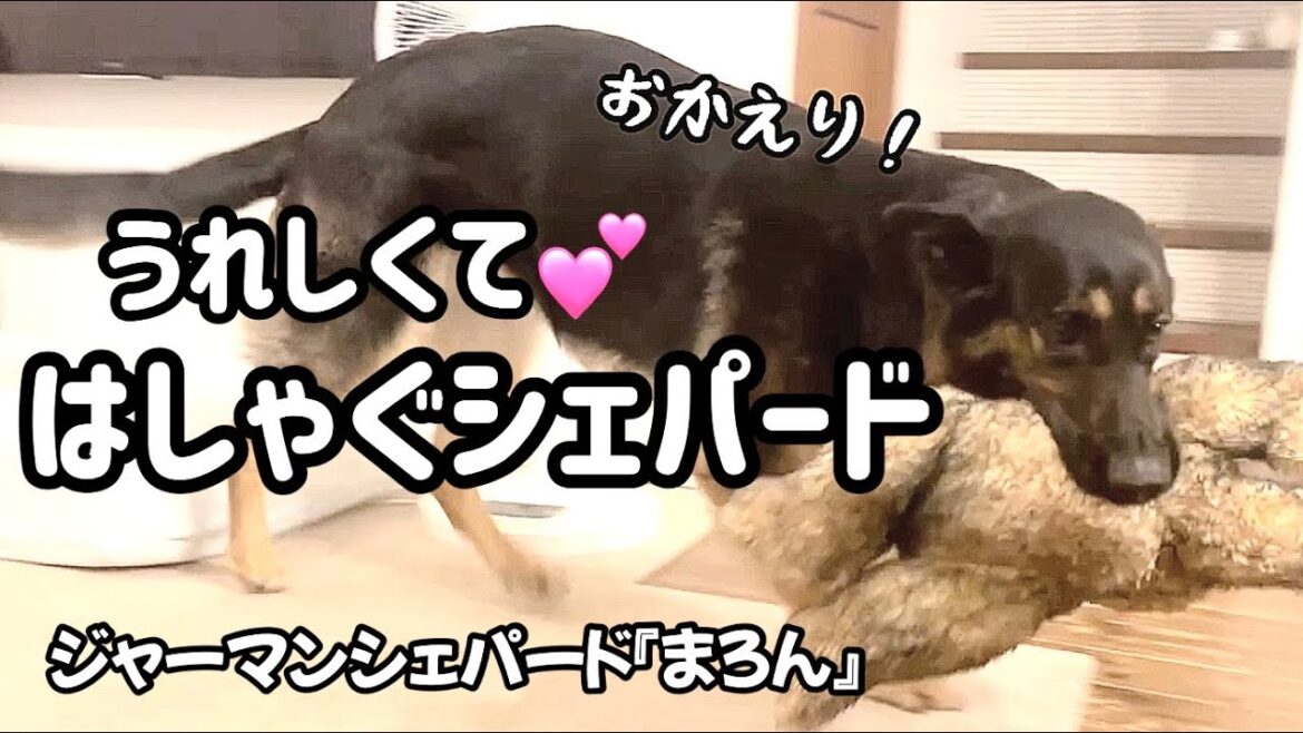 【ジャーマンシェパード】シェパードまろんまた大騒ぎ😂1週間ぶりのご対面はいつもドタバタwww楽しい週末の始まりだ！