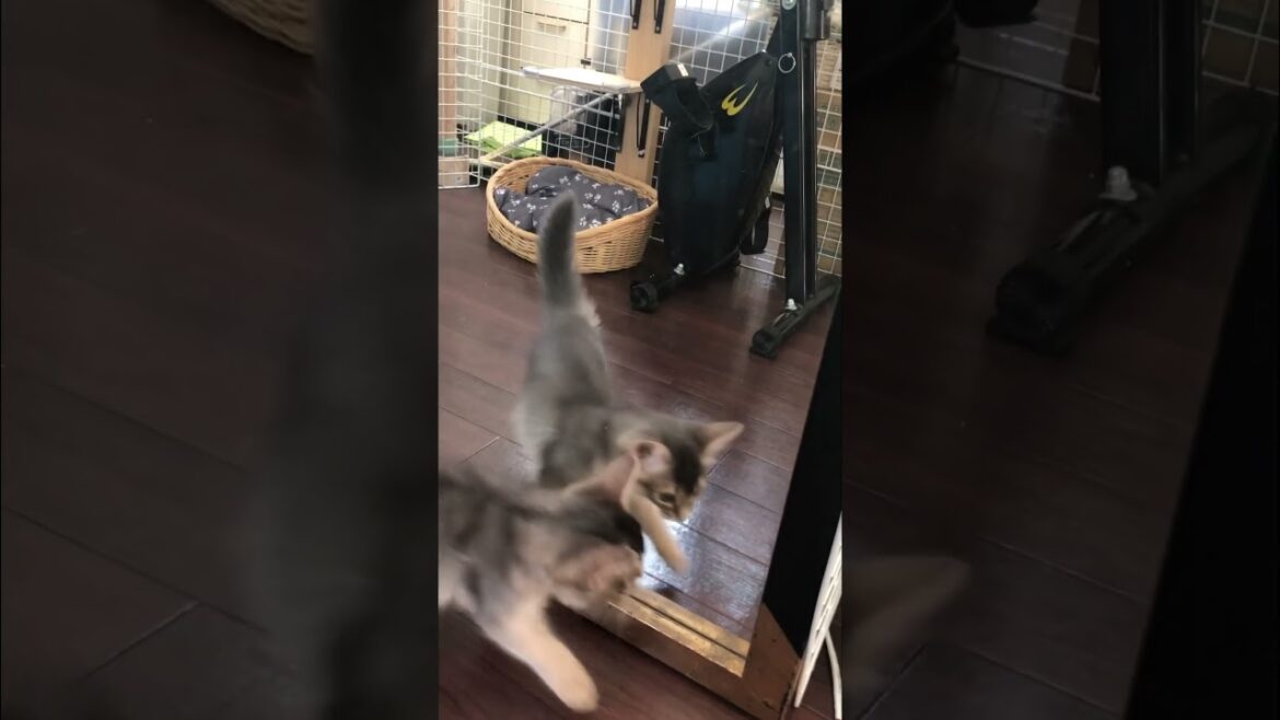 はじめて自分と出会うねこ#ソマリ #ねこ #こねこのいる暮らし #こねこ #猫のいる暮らし #cat #kitten