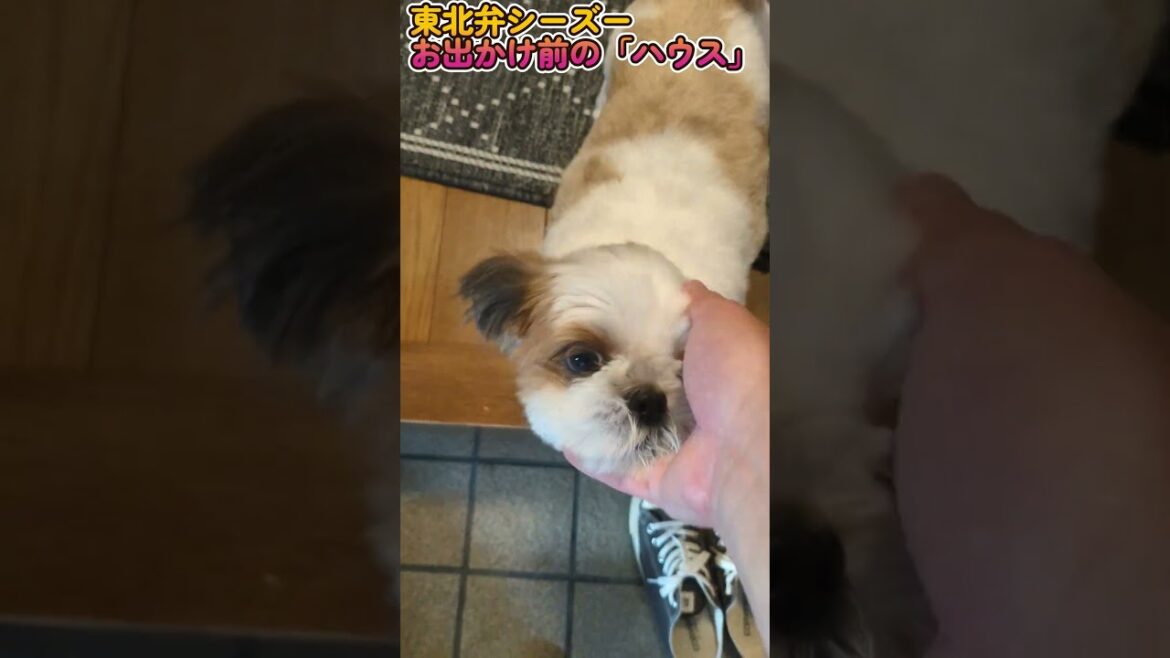【東北弁シーズーこはく】ショート＃14 #シーズー #癒し